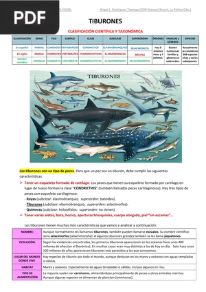 Tiburones (Artículo)