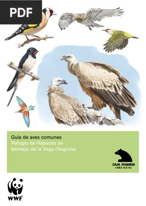 Guía de aves comunes