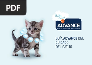 Guía advance del cuidado del Gatito
