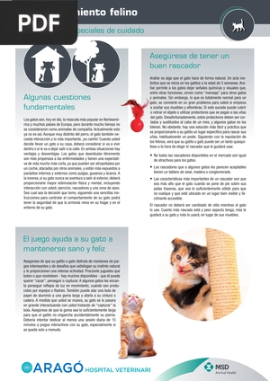 Comportamiento felino (Artículo)