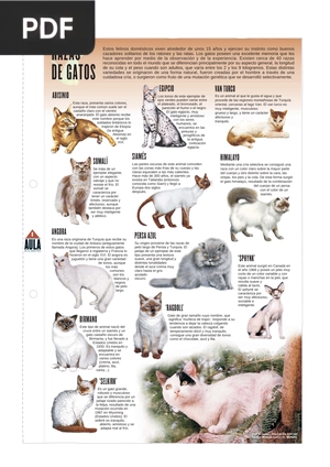 Razas de Gatos (Artículo)