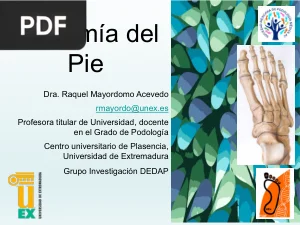 Anatomía del Pie