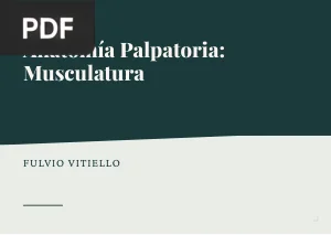 Anatomía Palpatoria: Musculatura