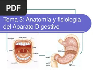 Anatomía y fisiología del Aparato Digestivo