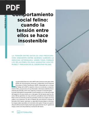 Comportamiento Social Felino: la Tensión entre Gatos
