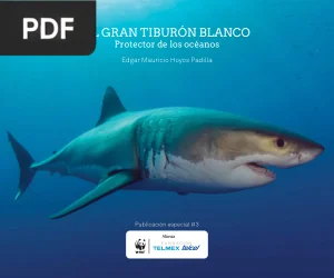 El gran tiburón blanco: protector de los océanos