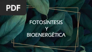 Fotosíntesis y Bioenergética