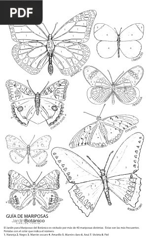 Guía de mariposas para colorear