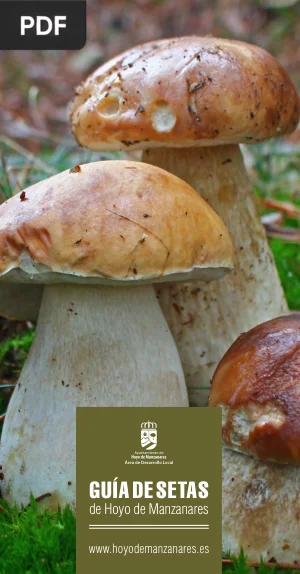 Guía de setas de Hoyo de Manzanares