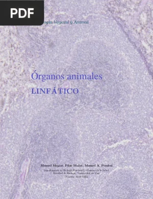 Órganos animales. Linfático