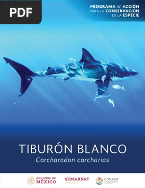 Programa de Acción para la Conservación del Tiburón Blanco